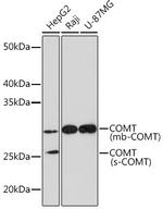 COMT Antibody in Western Blot (WB)