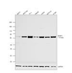 SENP1 Antibody in Western Blot (WB)