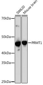 PRMT1 Antibody in Western Blot (WB)