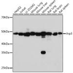 Arp3 Antibody in Western Blot (WB)