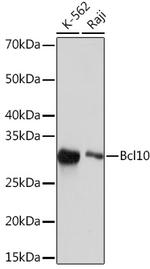 Bcl10 Antibody in Western Blot (WB)