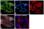 Aconitase 2 Antibody in Immunocytochemistry (ICC/IF)