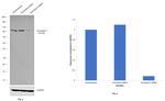 Aconitase 2 Antibody in Western Blot (WB)