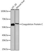 Protein C Antibody in Western Blot (WB)