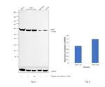 RARB Antibody