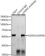 U2AF2 Antibody in Immunoprecipitation (IP)