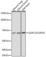 U2AF2 Antibody in Western Blot (WB)