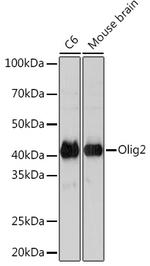 OLIG2 Antibody in Western Blot (WB)