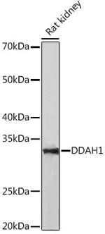 DDAH1 Antibody in Western Blot (WB)