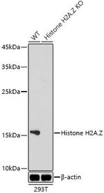 Histone H2A.Z Antibody in Western Blot (WB)