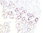 PDHB Antibody in Immunohistochemistry (Paraffin) (IHC (P))