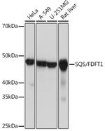 FDFT1 Antibody in Western Blot (WB)