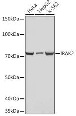 IRAK2 Antibody in Western Blot (WB)