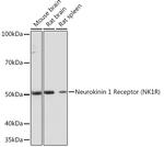 TACR1 Antibody in Western Blot (WB)