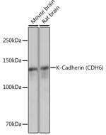 K-cadherin Antibody in Western Blot (WB)