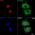 SMC1 Antibody in Immunocytochemistry (ICC/IF)