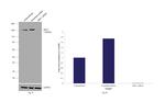 SMC1 Antibody