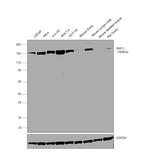 SMC1 Antibody in Western Blot (WB)