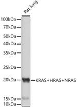 Pan Ras Antibody in Western Blot (WB)