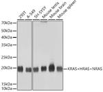 Pan Ras Antibody in Western Blot (WB)