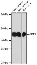 PDK2 Antibody in Western Blot (WB)