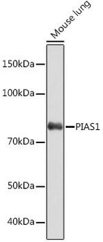 PIAS1 Antibody in Western Blot (WB)