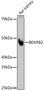 BDKRB2 Antibody in Western Blot (WB)