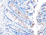 MUC2 Antibody in Immunohistochemistry (Paraffin) (IHC (P))