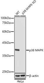 p38 MAPK Antibody in Western Blot (WB)