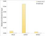 Histone H3.3 Antibody in ChIP Assay (ChIP)