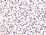 Histone H3.3 Antibody in Immunohistochemistry (Paraffin) (IHC (P))