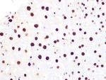 Histone H3.3 Antibody in Immunohistochemistry (Paraffin) (IHC (P))