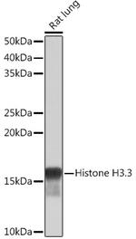 Histone H3.3 Antibody in Western Blot (WB)