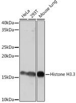 Histone H3.3 Antibody in Western Blot (WB)