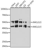 JNK1/JNK2/JNK3 Antibody in Western Blot (WB)