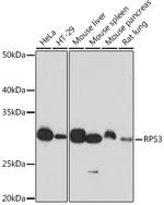 RPS3 Antibody in Western Blot (WB)