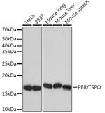 TSPO Antibody in Western Blot (WB)