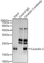 Caveolin 2 Antibody in Immunoprecipitation (IP)