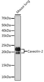 Caveolin 2 Antibody in Western Blot (WB)