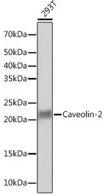 Caveolin 2 Antibody in Western Blot (WB)