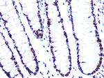 ASH2L Antibody in Immunohistochemistry (Paraffin) (IHC (P))