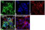 RAB9 Antibody in Immunocytochemistry (ICC/IF)