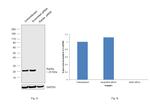 RAB9 Antibody in Western Blot (WB)