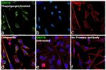 GRP78 Antibody in Immunocytochemistry (ICC/IF)