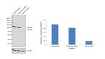 GRP78 Antibody in Western Blot (WB)