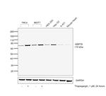 GRP78 Antibody in Western Blot (WB)