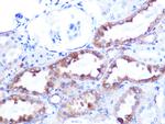 Cytochrome C Antibody in Immunohistochemistry (Paraffin) (IHC (P))