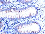 Cytochrome C Antibody in Immunohistochemistry (Paraffin) (IHC (P))