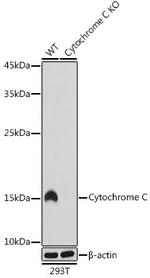 Cytochrome C Antibody in Western Blot (WB)