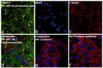 Cardiac Troponin T Antibody in Immunocytochemistry (ICC/IF)